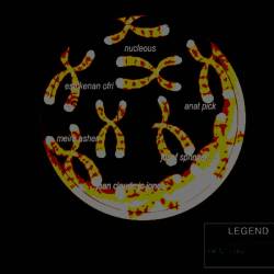  Nucleous