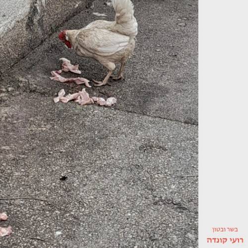  בשר ובטון