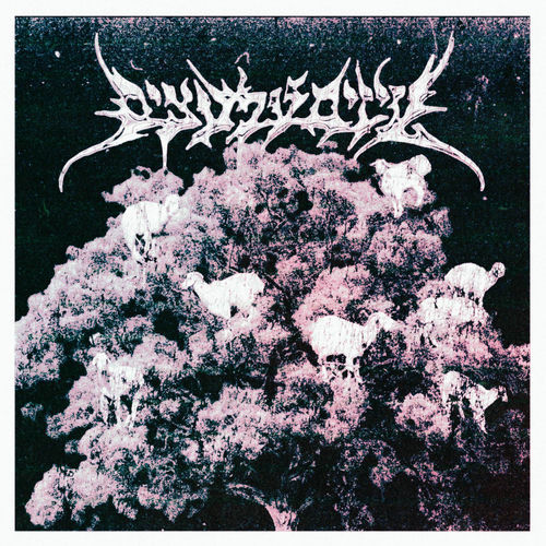  עיזים על עצים